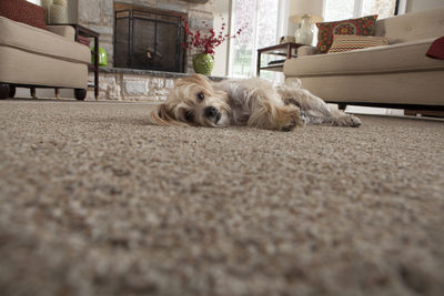 Dog laying on carpet